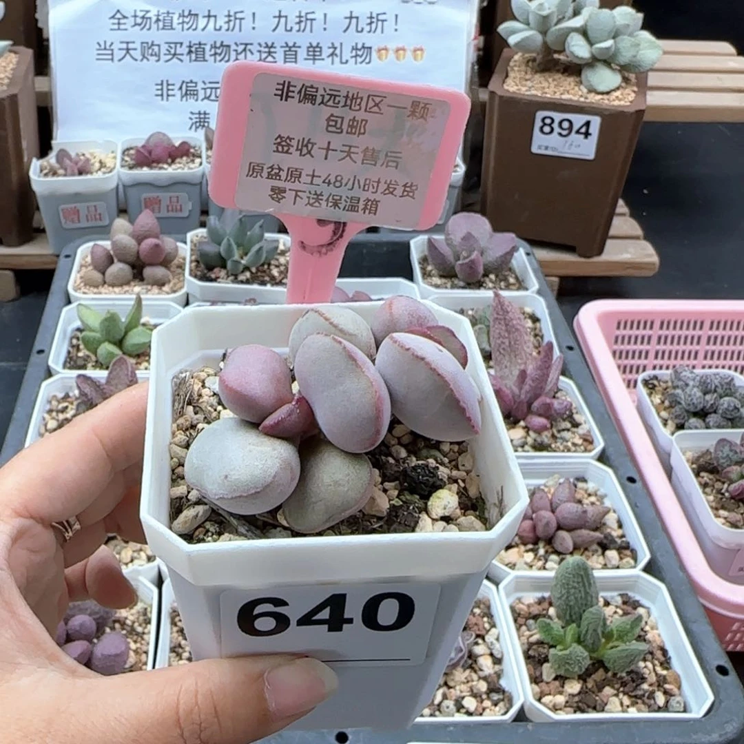 640白肌红蛋微瑕