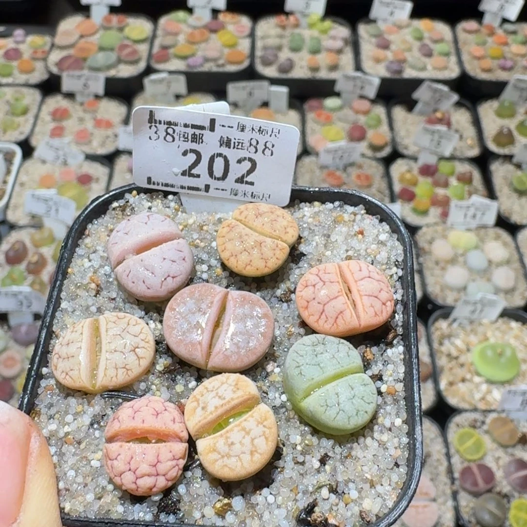 Sss清仓便宜出了202