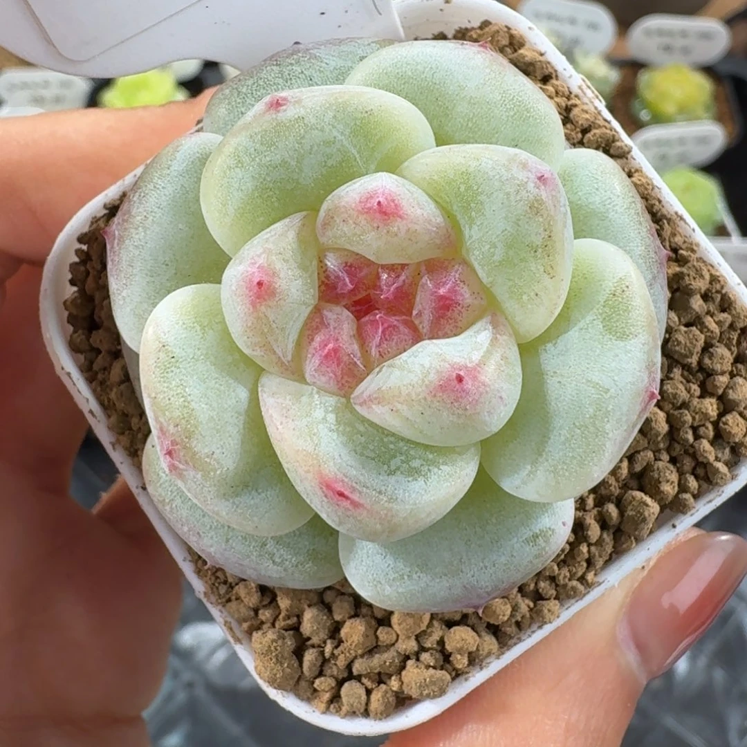 1126-54-软陶单头