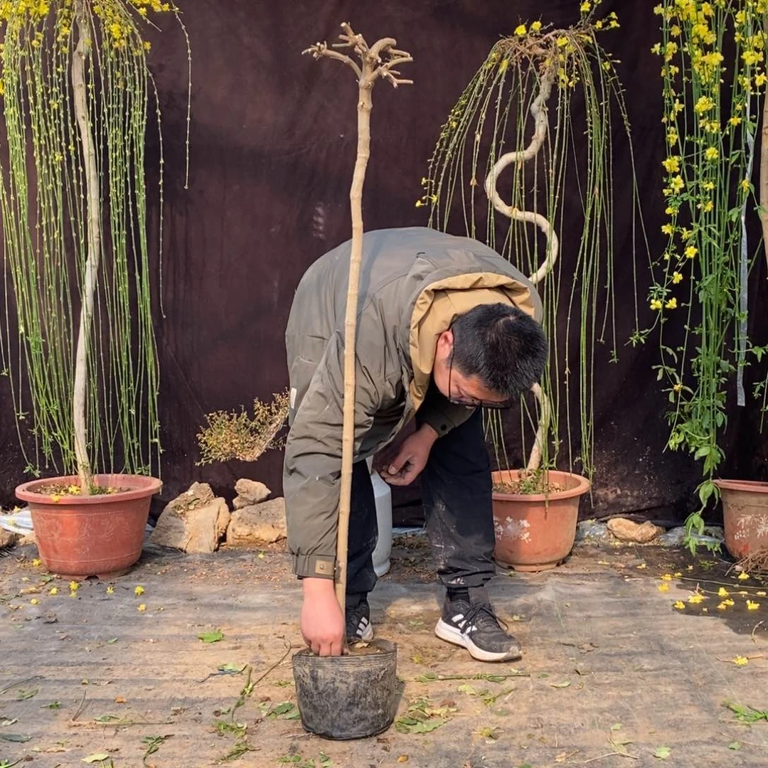 探春花，一物一拍