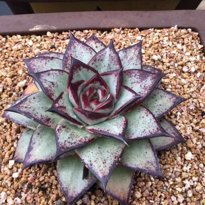 妖艳好看0000000000010