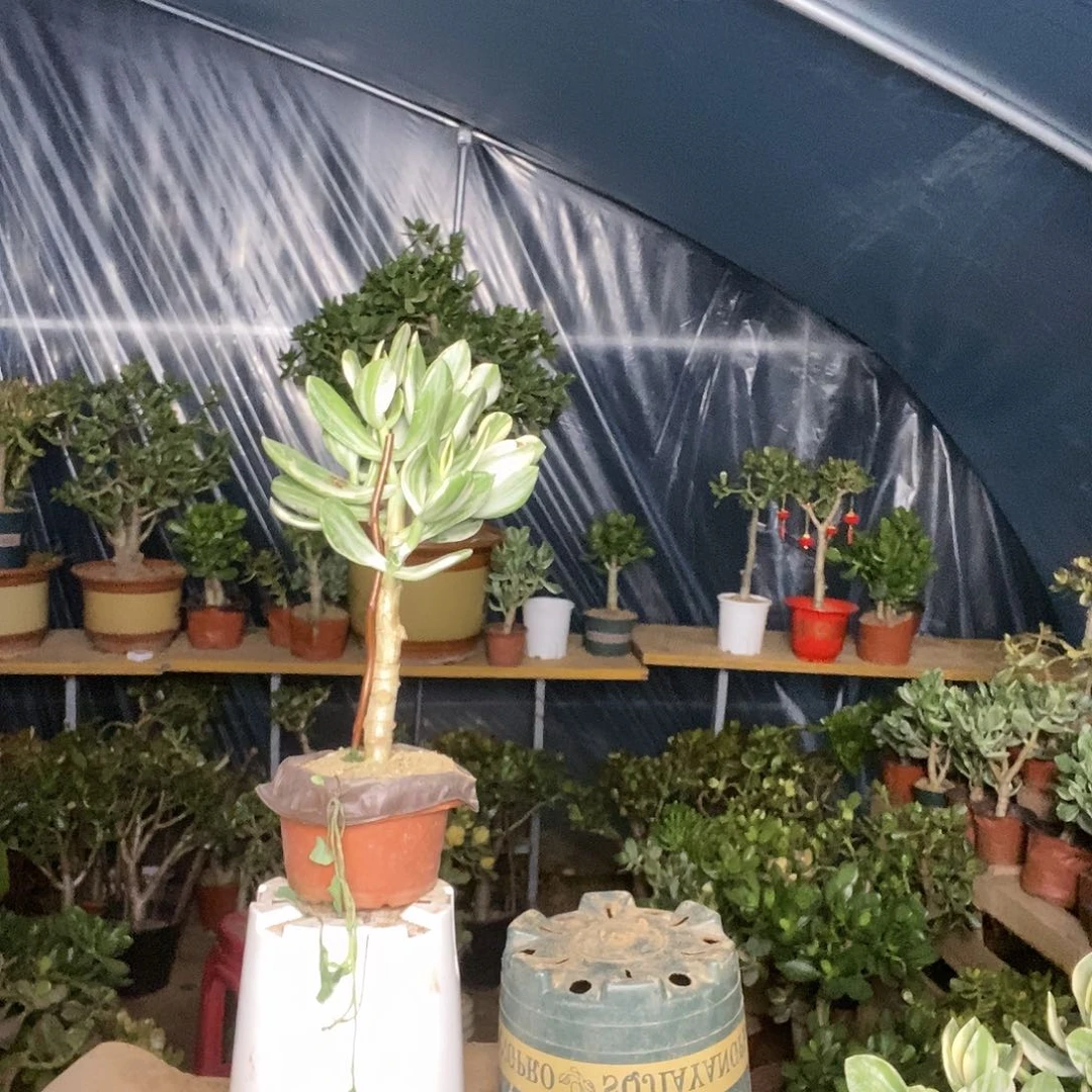 无***遐完全开放三色花月一物一拍