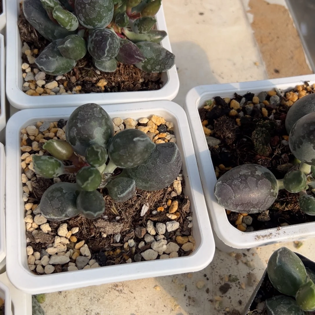 向***开三颗一起多肉植物水泡