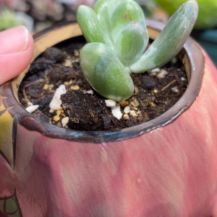 微瑕蛋黄奶马卡龙锦啊啊啊啊