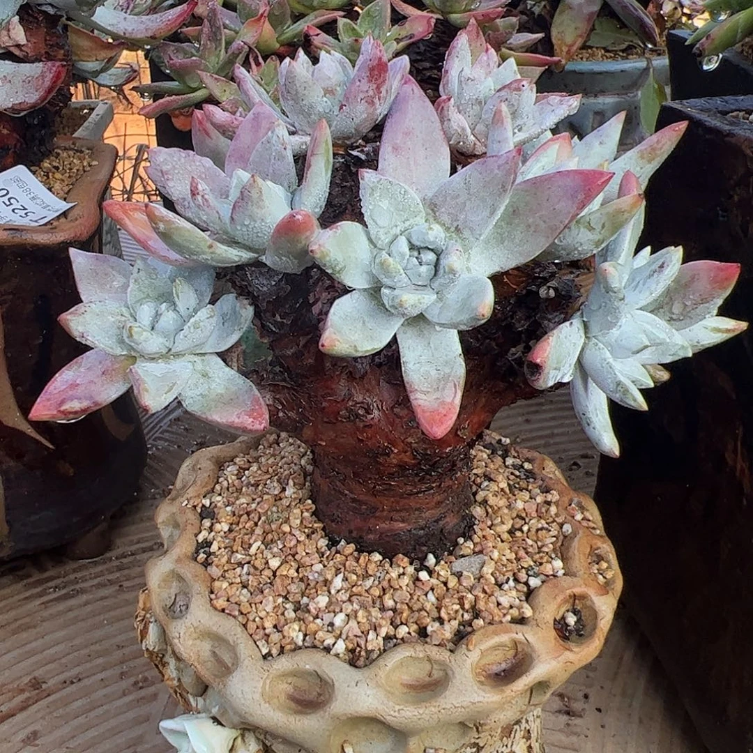 5267流丹泡芙苹果叶
