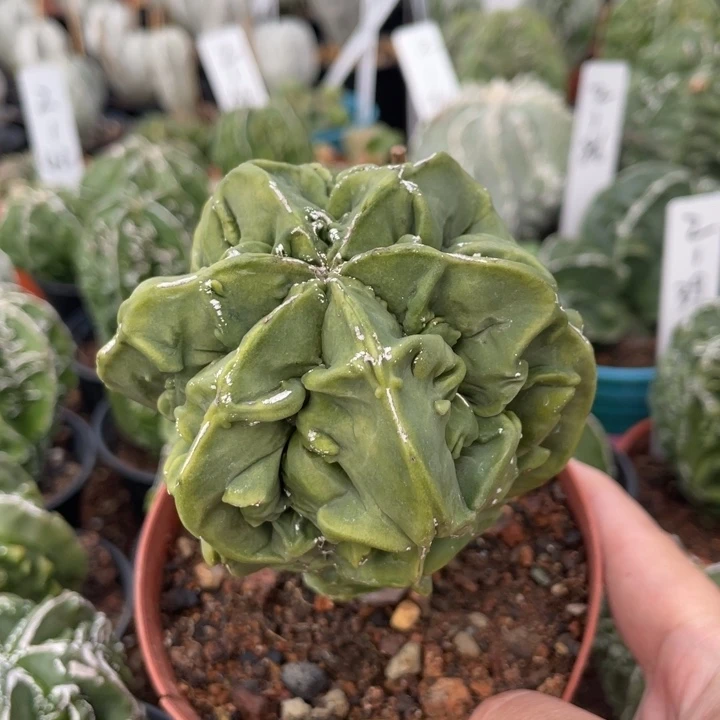 ?*凡实生hetao一颗胖胖