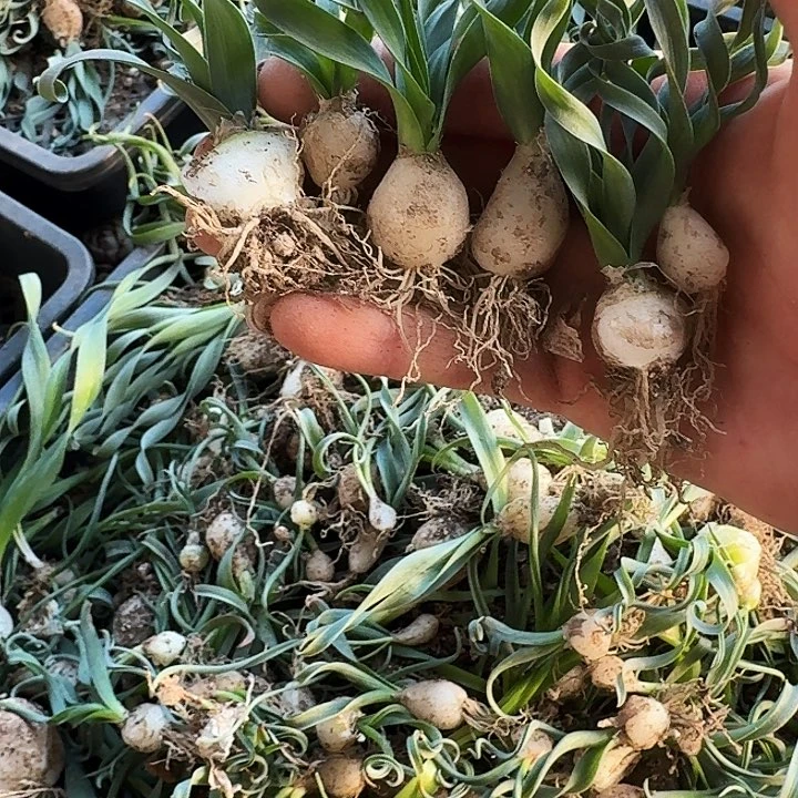 l***a多肉植物一物一拍