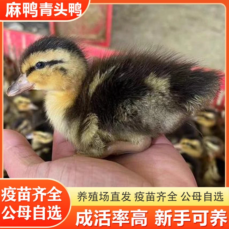 麻鸭青头鸭宠物鸭水鸭稻谷鸭散养鸭好养快大包活到家