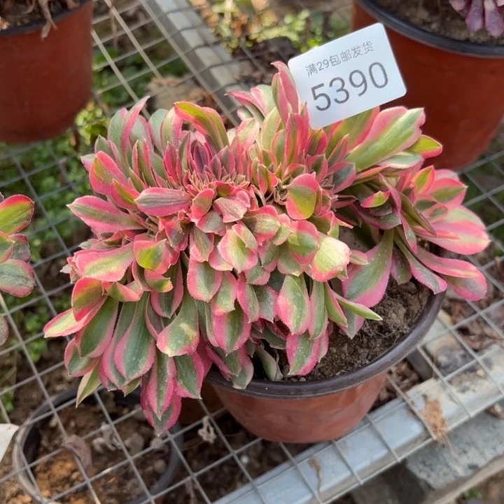 粉女巫坠多肉法师5390