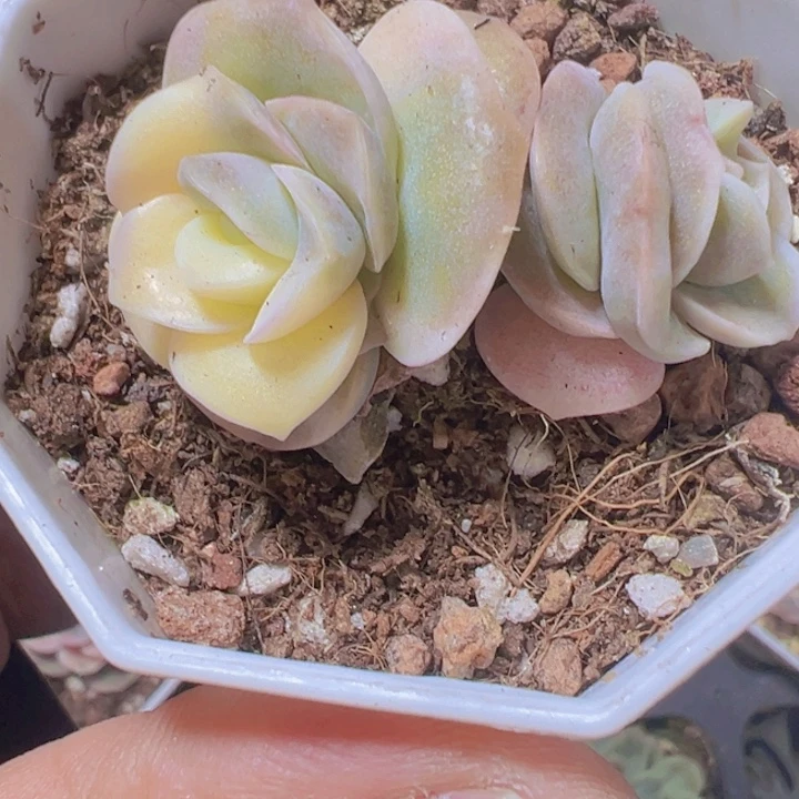 可爱玫瑰锦精品多肉植物