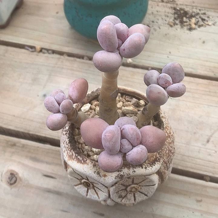 兔叔叔咯哦哦我我某兔