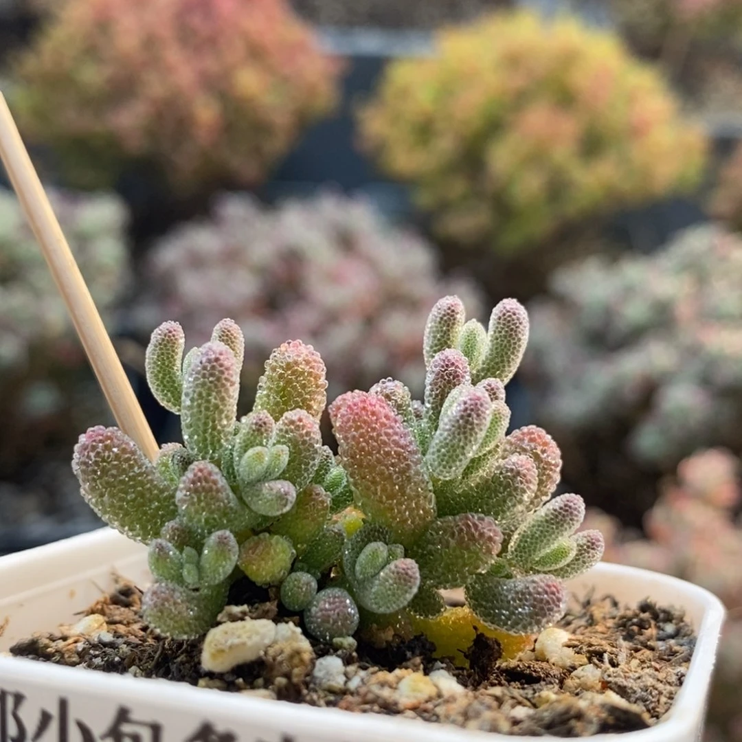 优选冰晶4171枝干番杏