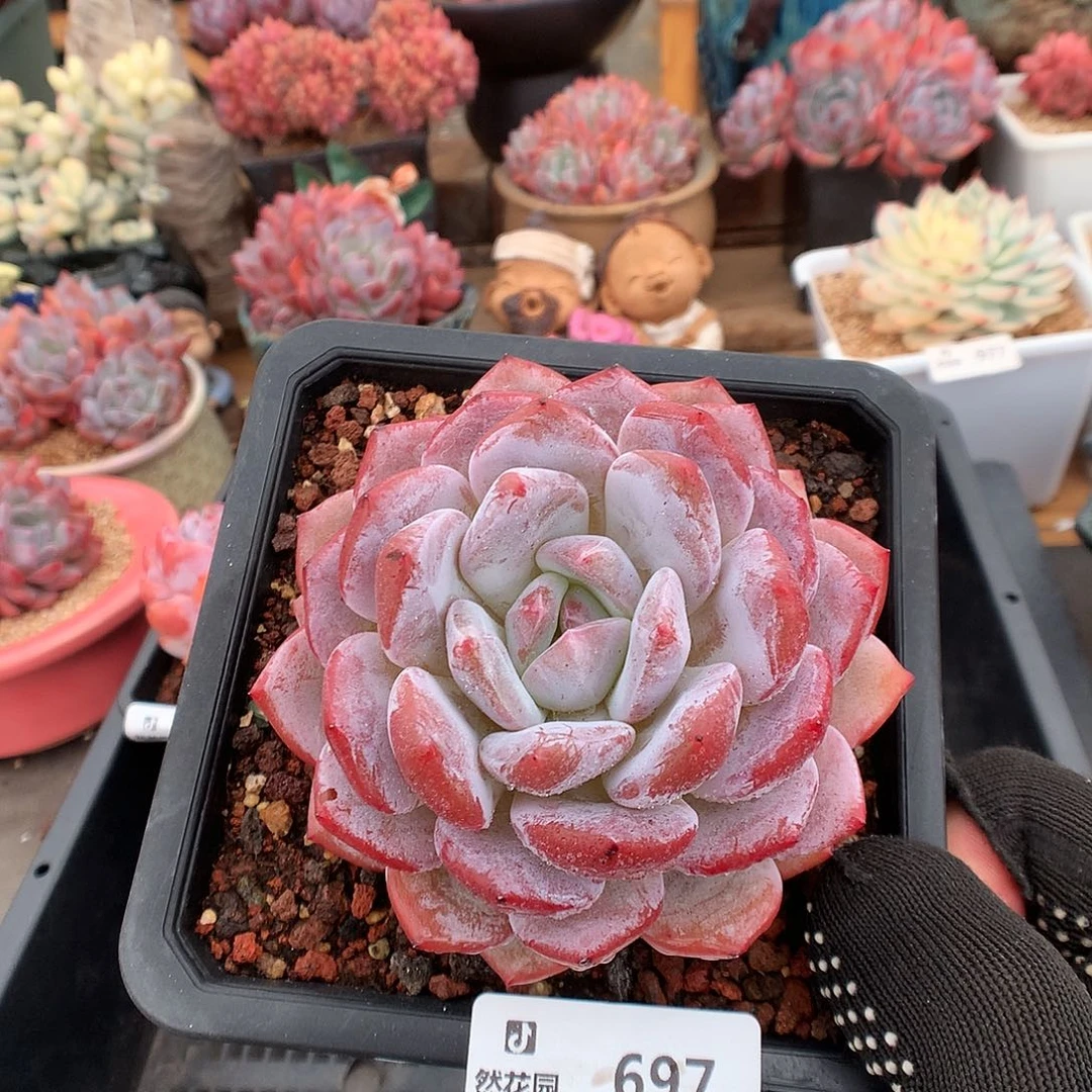 697星橙多肉植物6666
