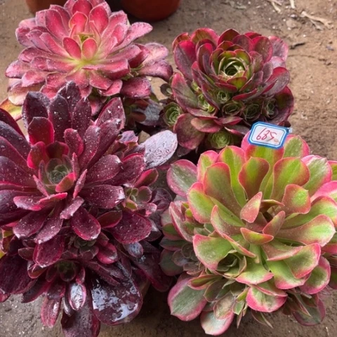 685多肉植物组合