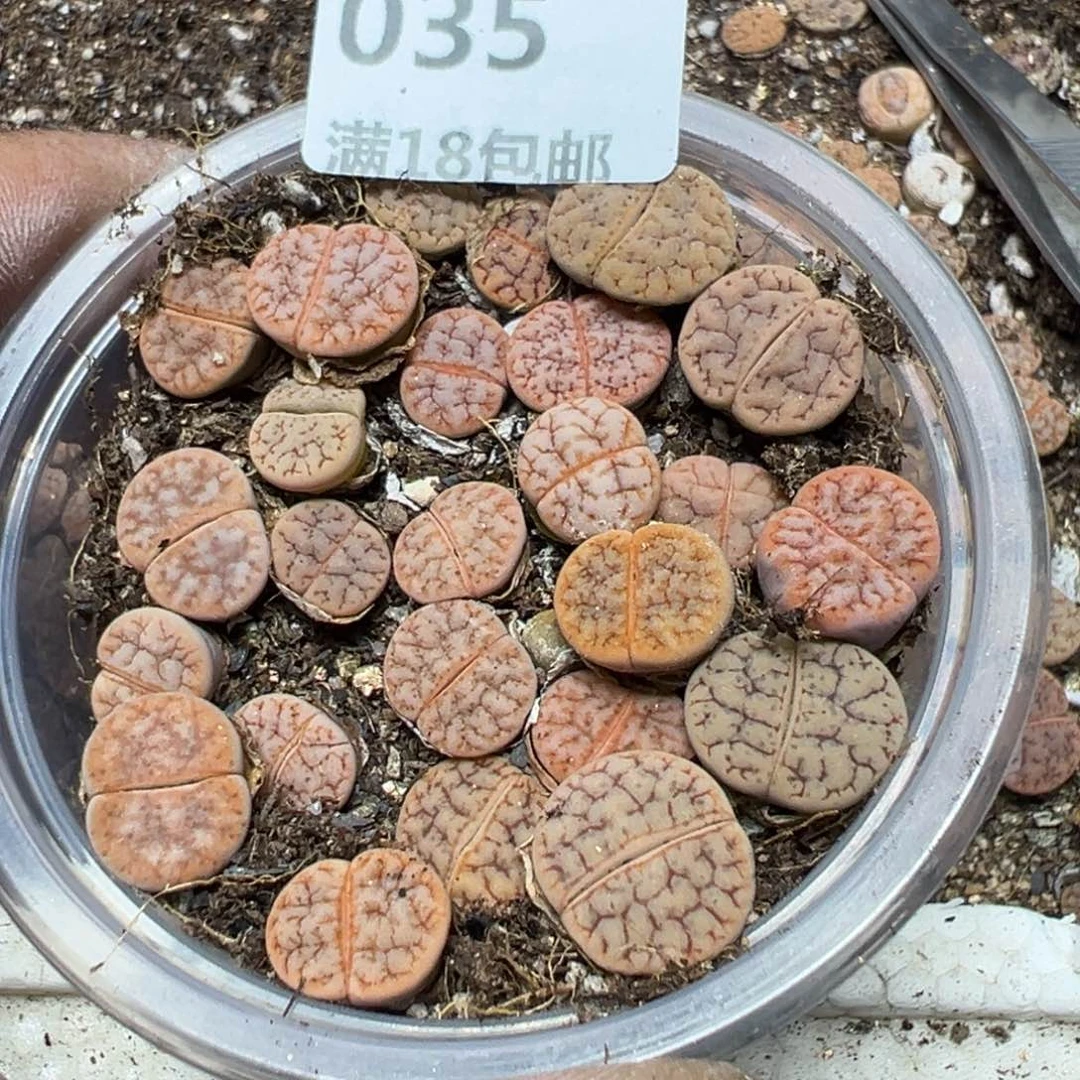 【闪购商品】 035。