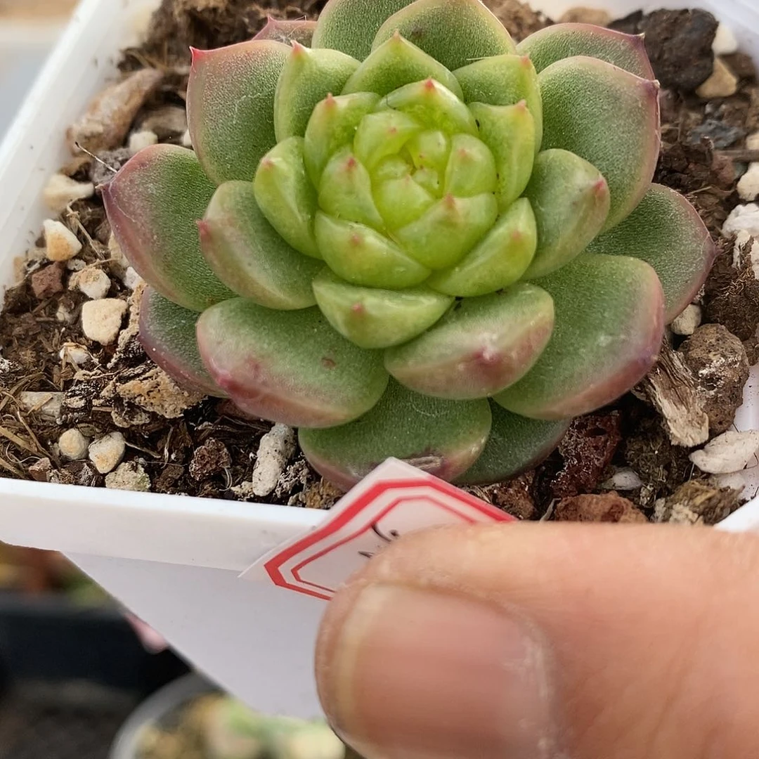 21148 灯泡珍妮多肉