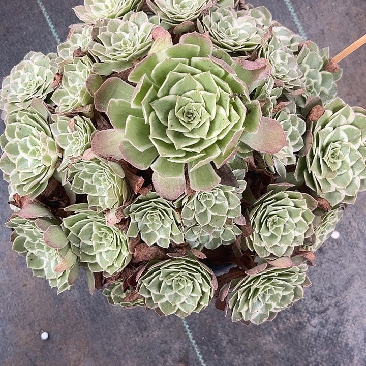 多肉植物万彩灯锦……