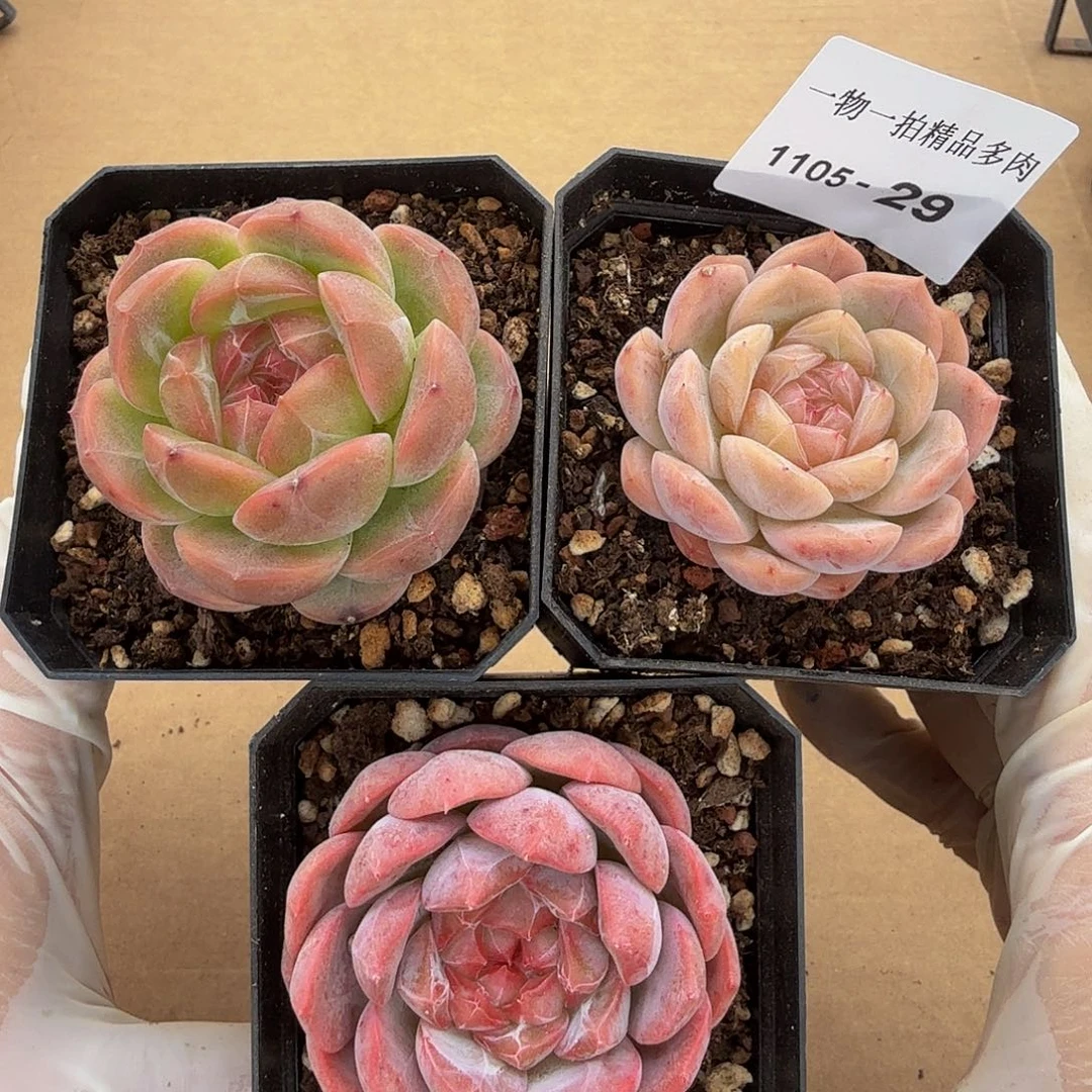 1101-29四颗多肉珍妮