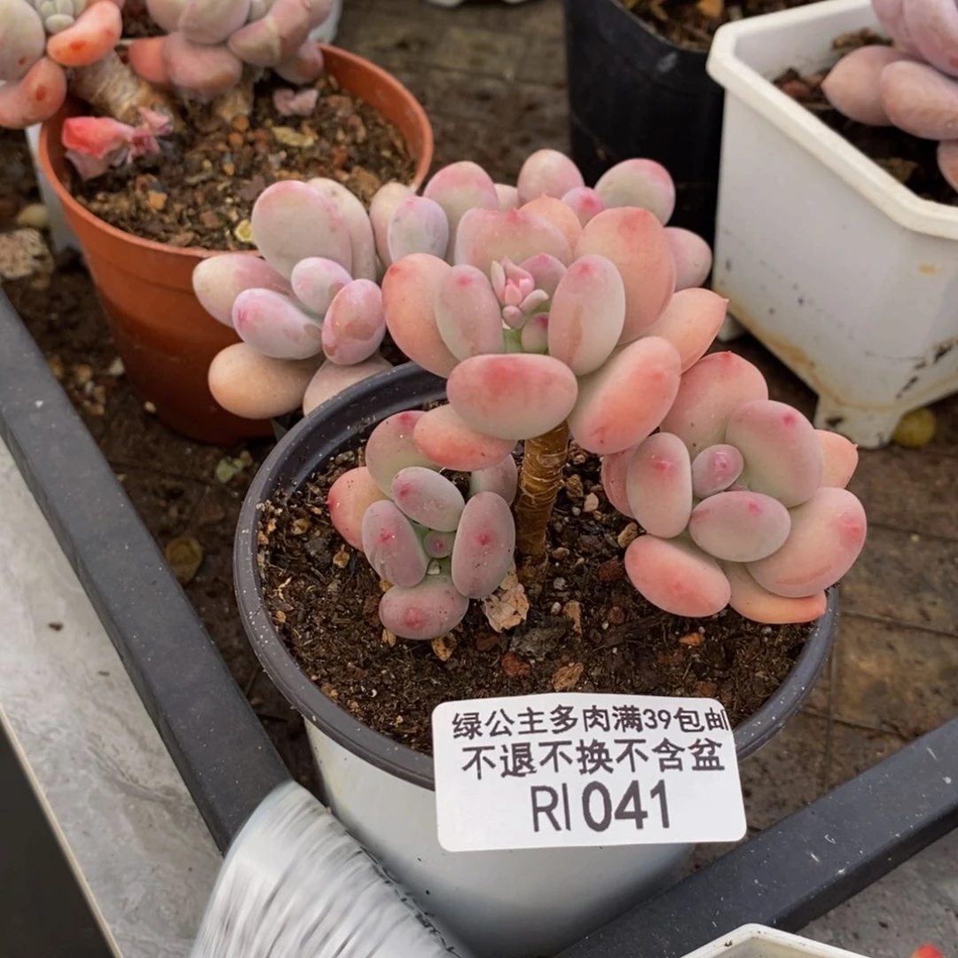 041苹果奶四代多肉3cm