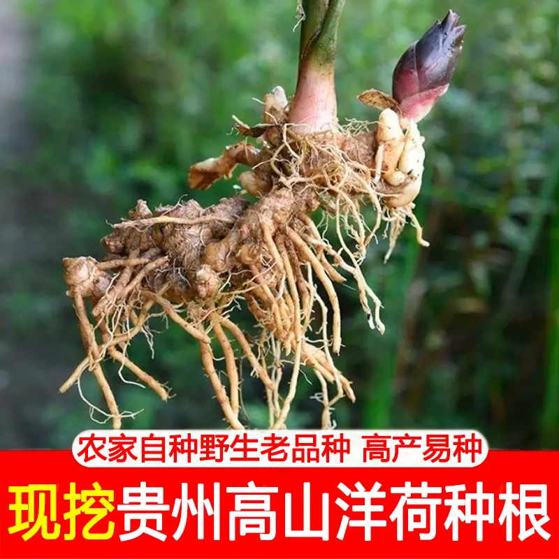 现挖现发正宗贵州高山新鲜洋荷姜种根农家自种野生老品种阳荷姜种
