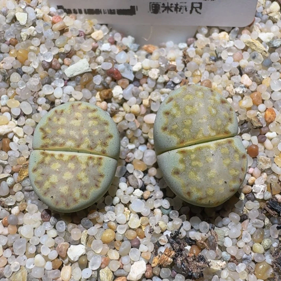 zzzzz精品生石花1410抹茶