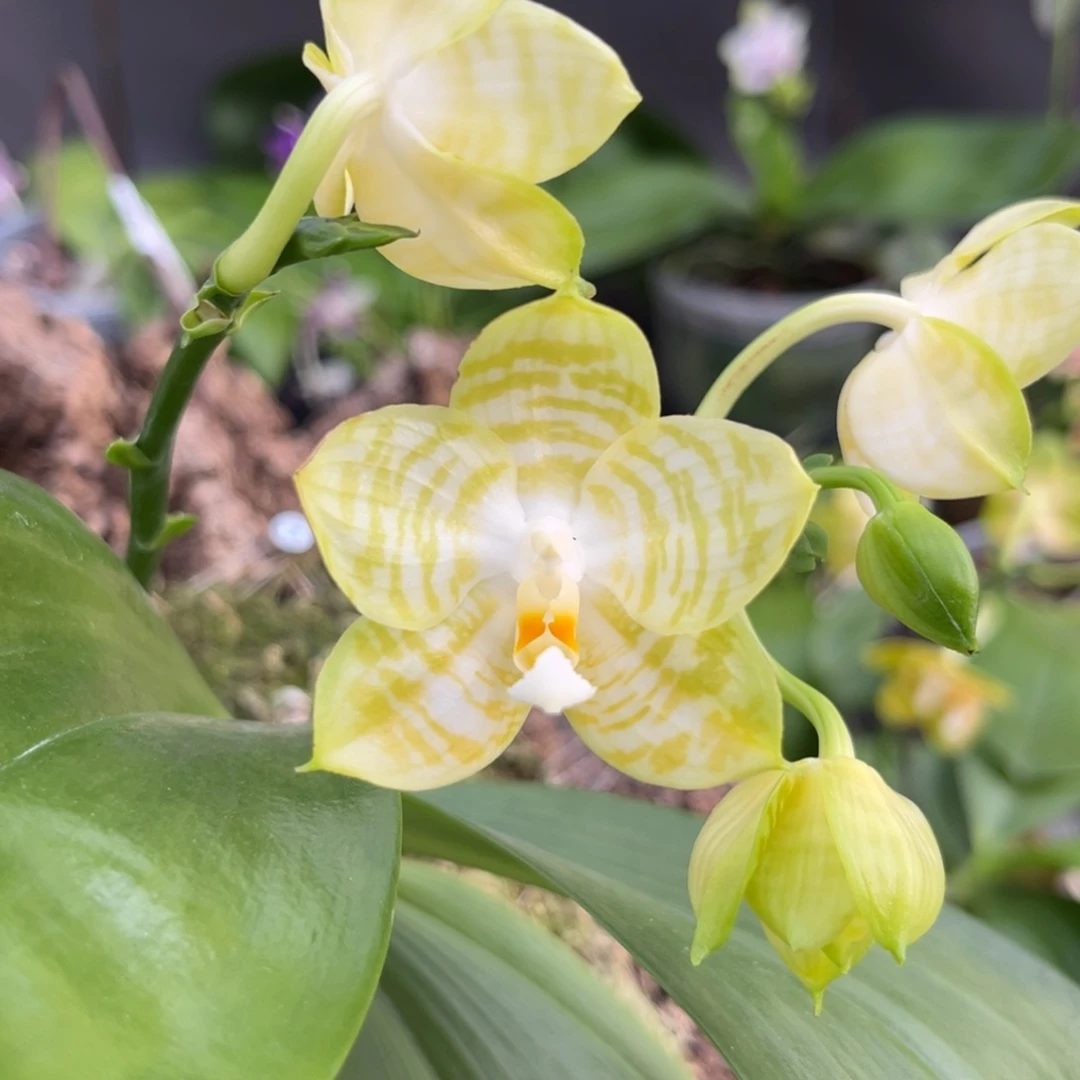 完全开放板值弥陀白老虎开花株