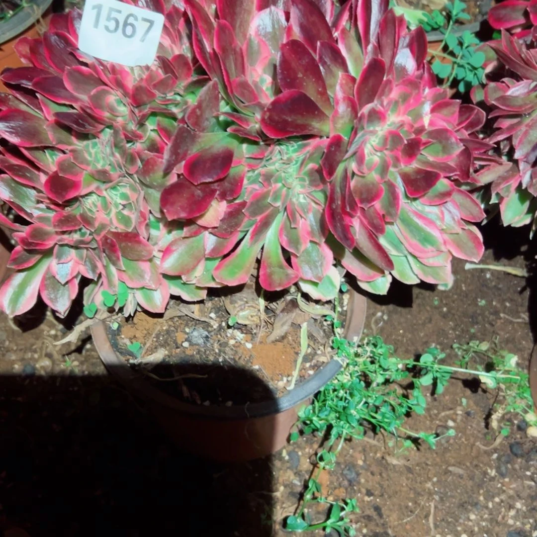 我1567 号多肉法师新年福利板子弯