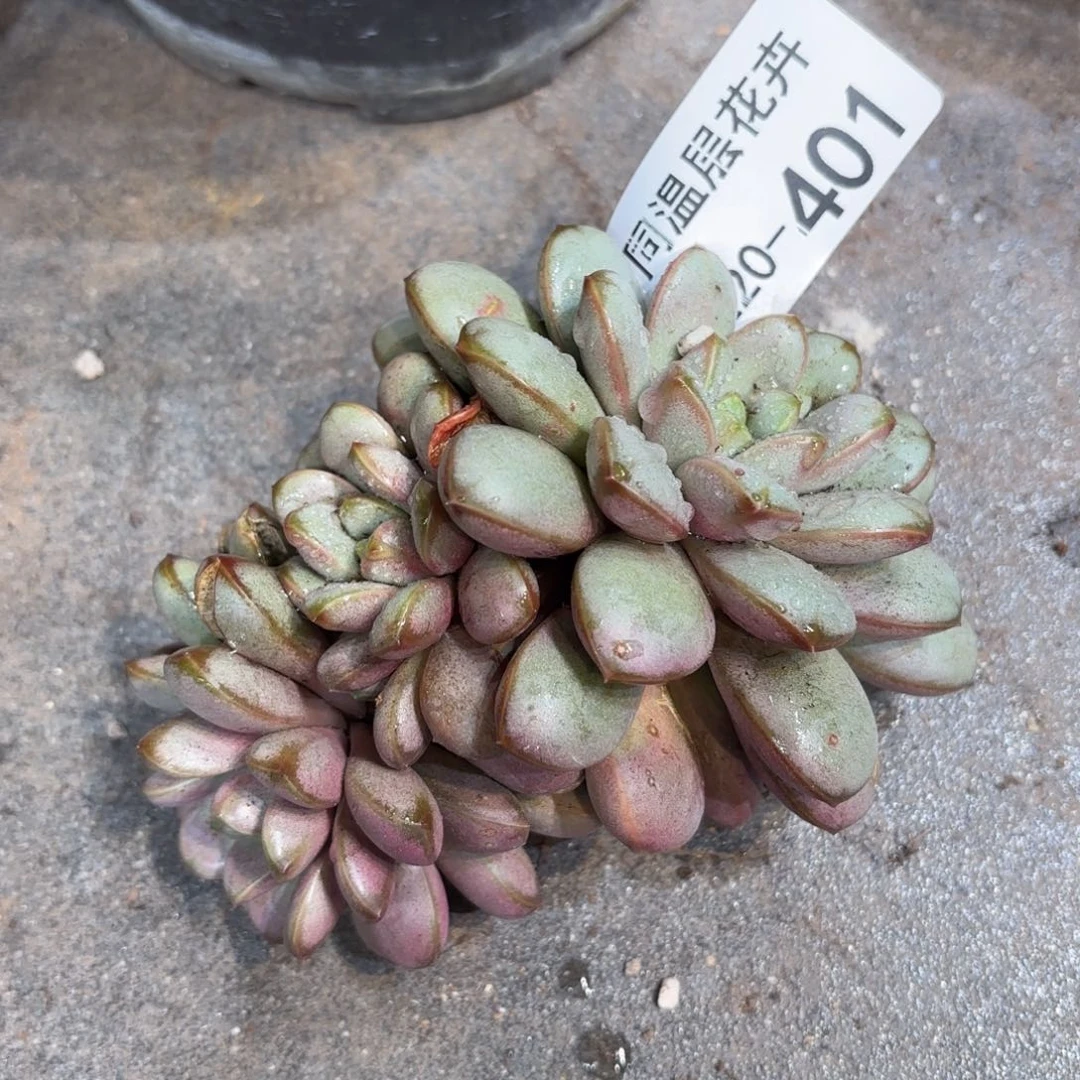 同温层多肉葡萄401