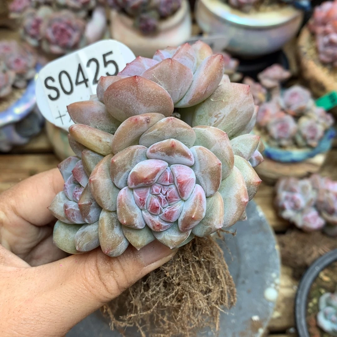 S0425 突尼斯 背景同款