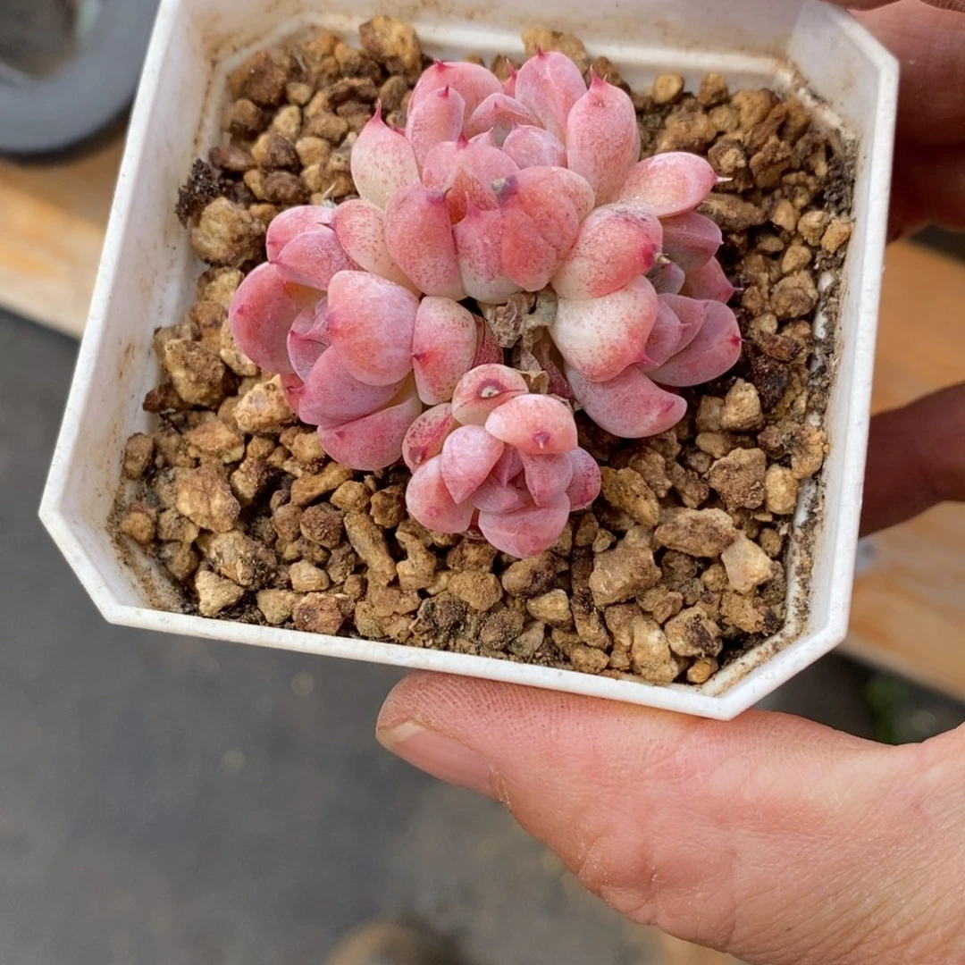 精品多肉一物一拍不包整71