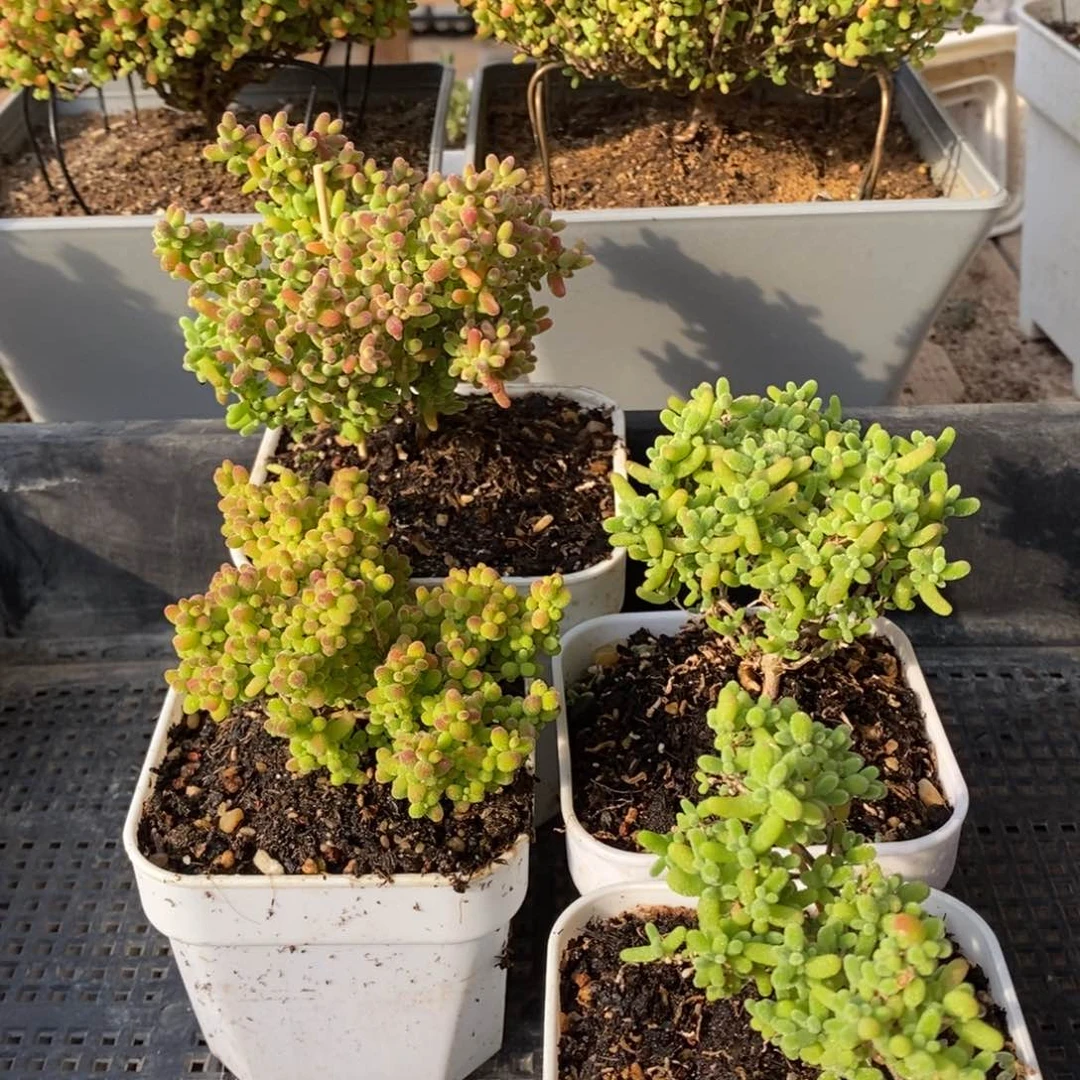 枝干番杏多肉植物144