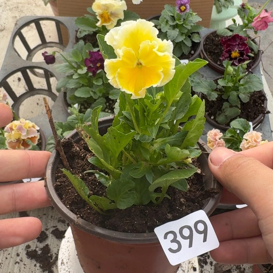 大部分花苞少量开放399