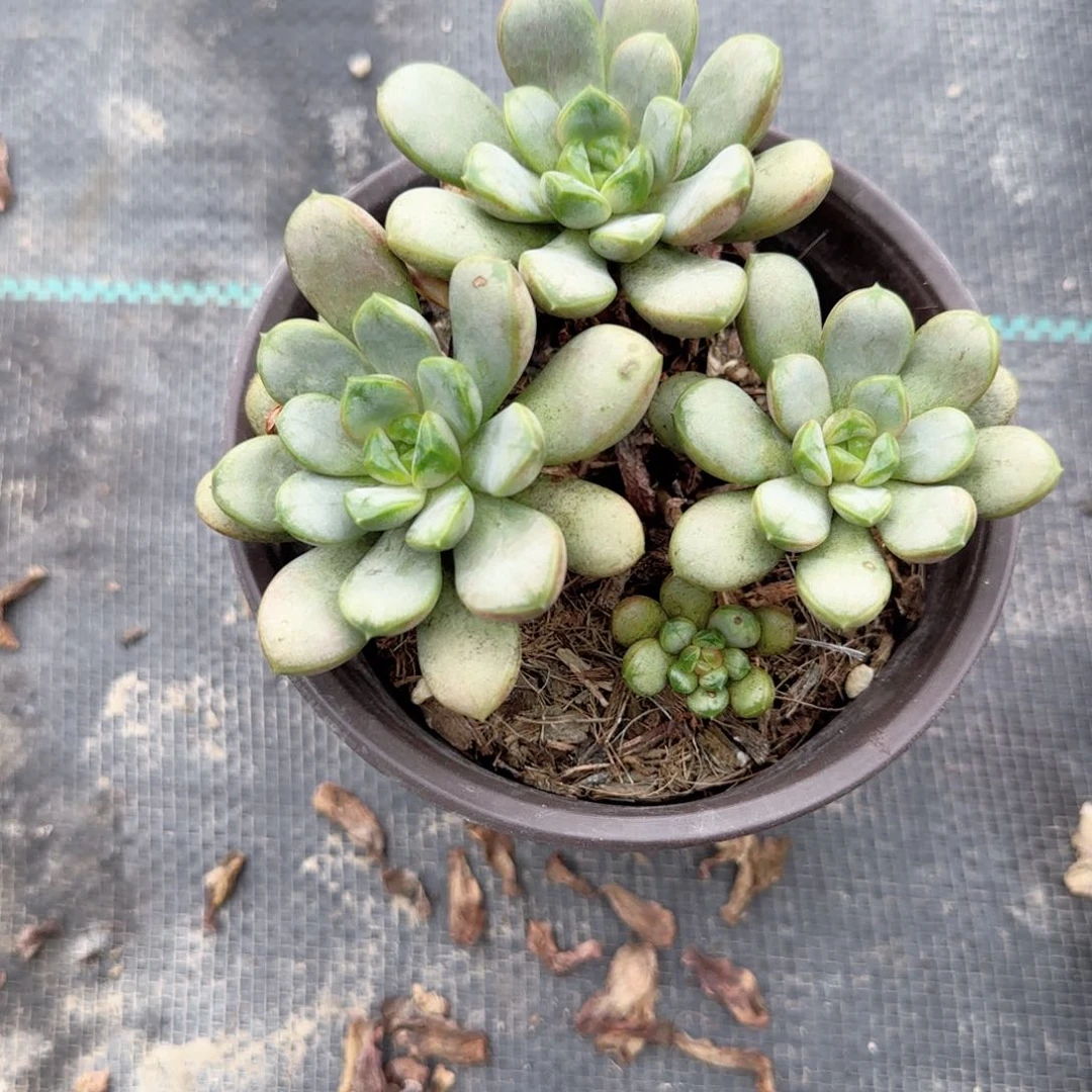 无花朵葡萄群生老桩特价多肉