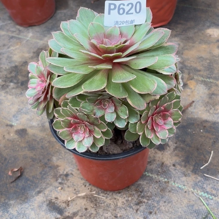 瑞妈多肉园艺620莲花座