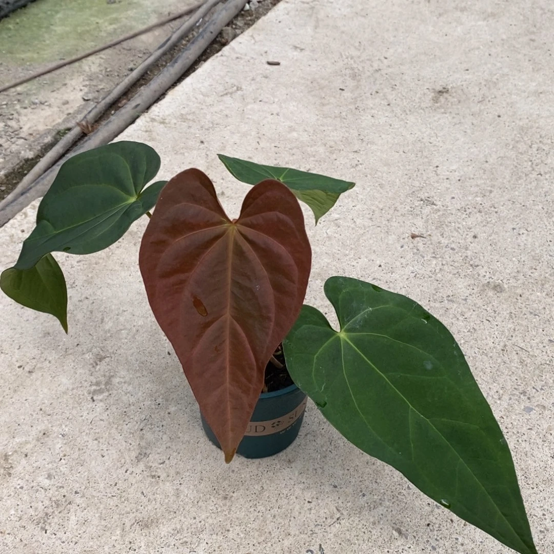 不开花植物12 不知名（活动两颗包邮 不售后）