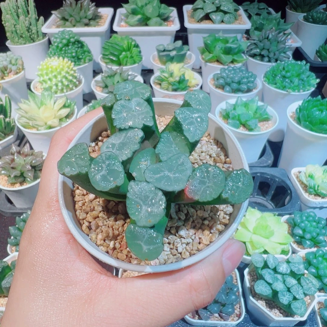 夕鹤万象多肉88899