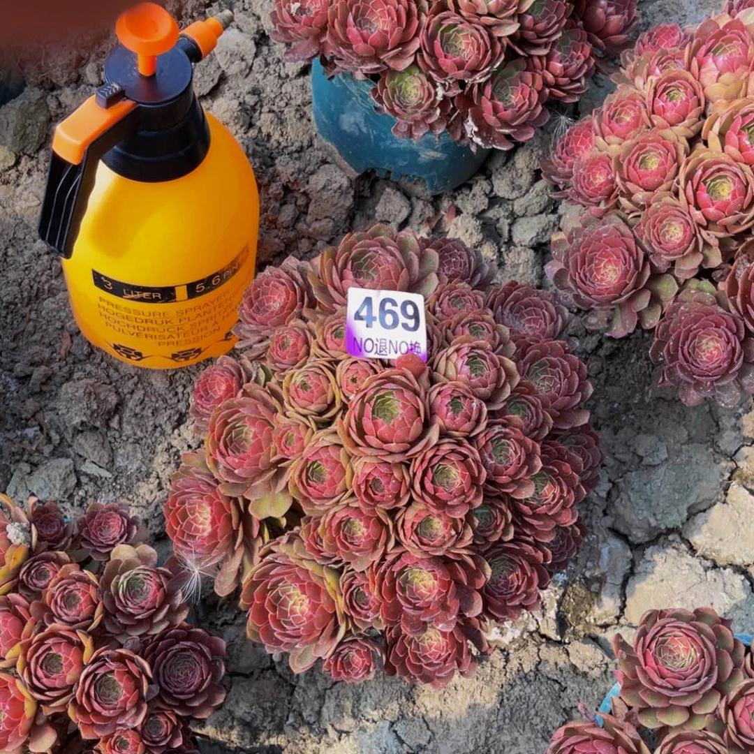 红魔法师朵朵6-58