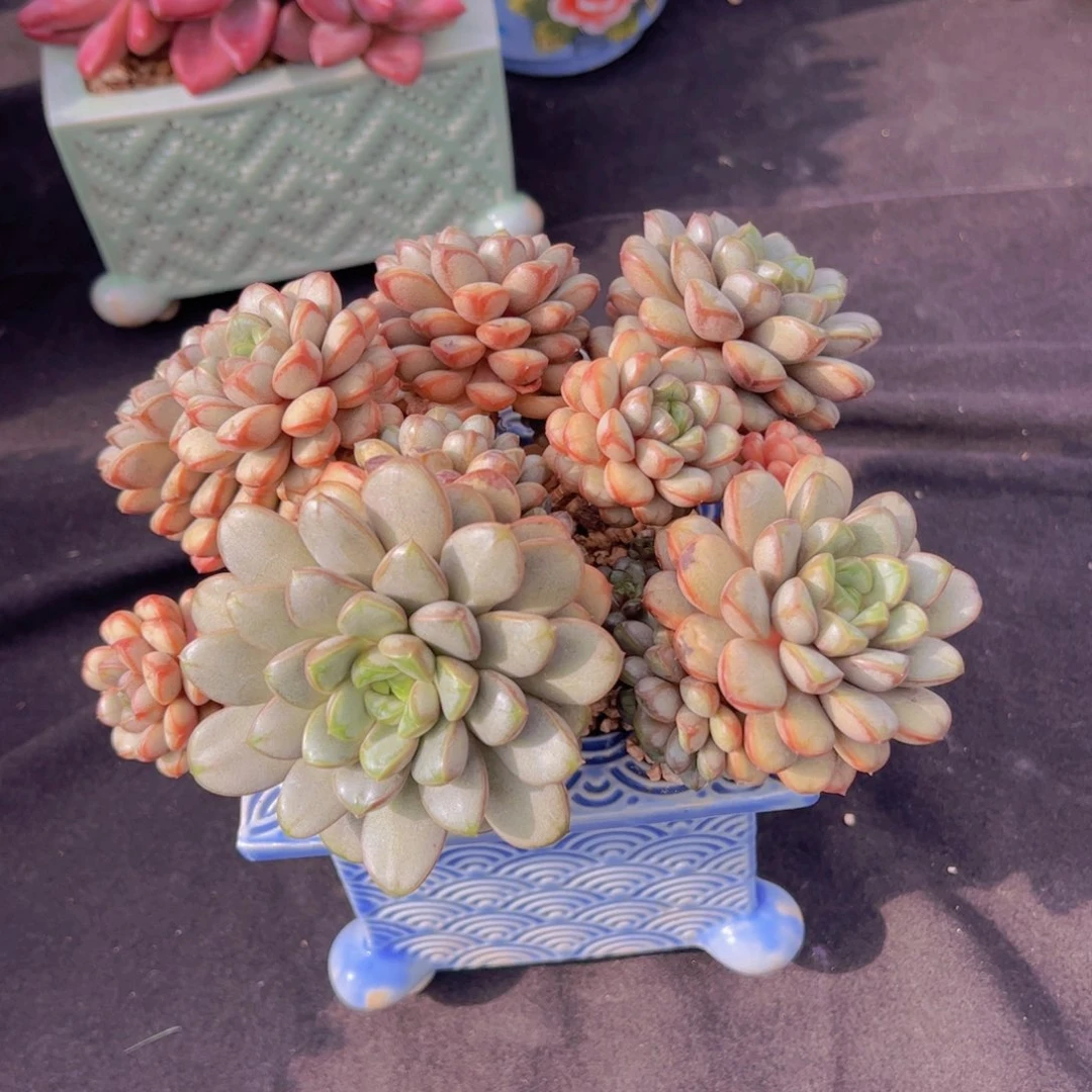 海****多肉植物保护研究所