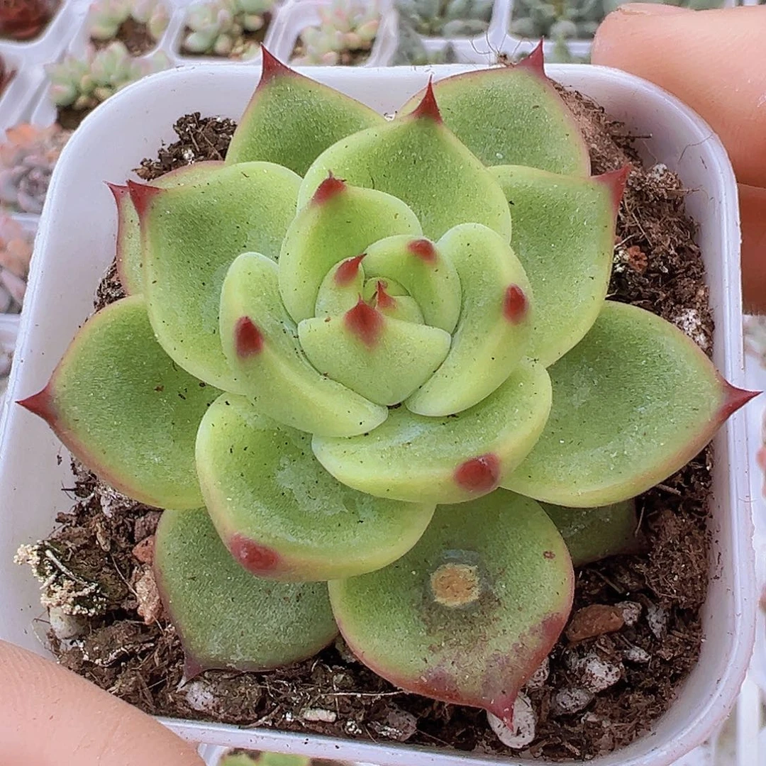 蓝龙19包邮多肉植物