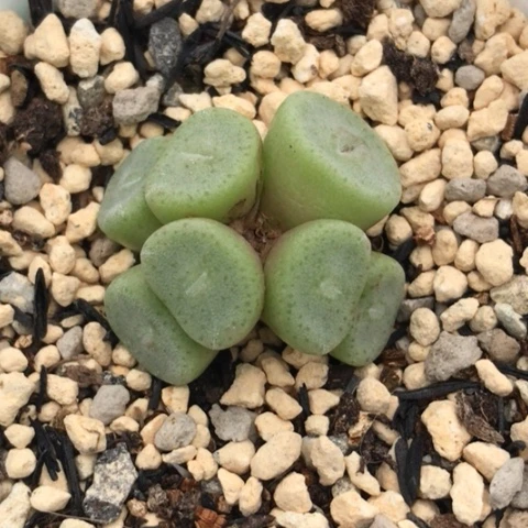 多肉肉锥 紫花毛饼