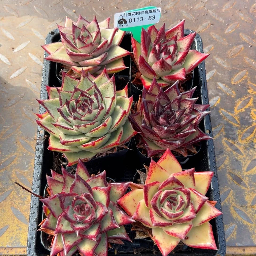 多肉一物一拍0113.83