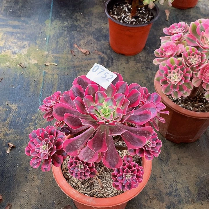 云**坊多肉美杜莎752