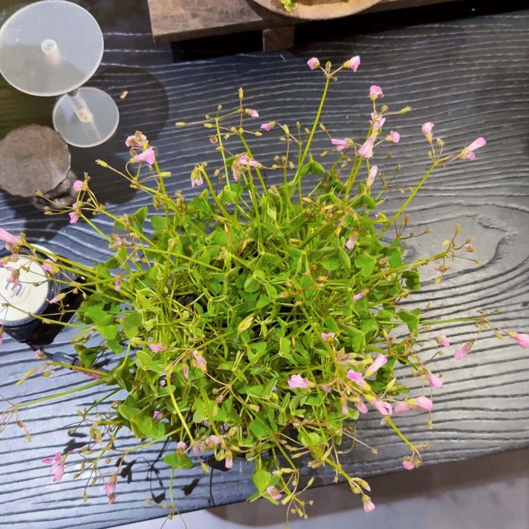 *️***日本陶盆山野草