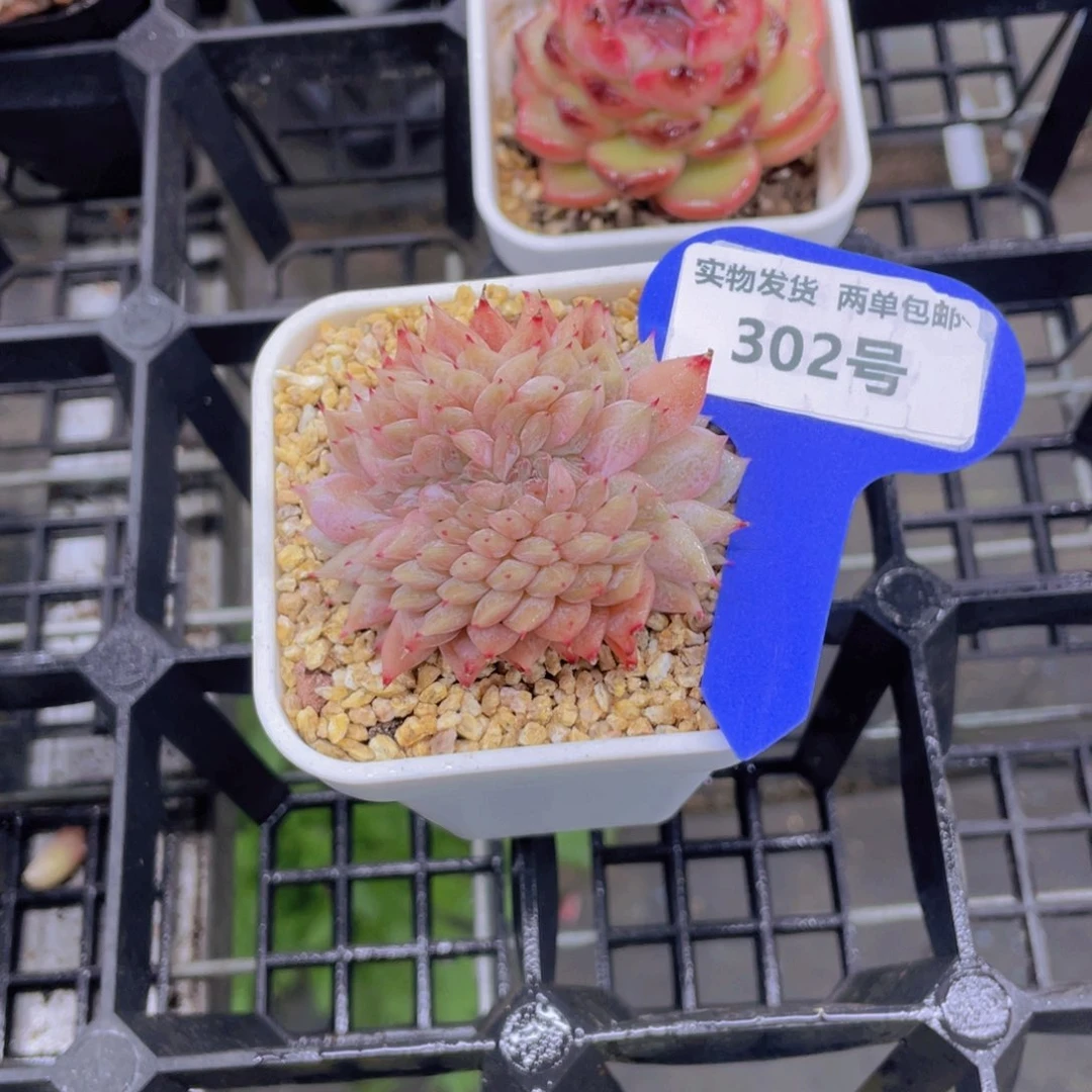 302号 孤品睫毛珍妮缀