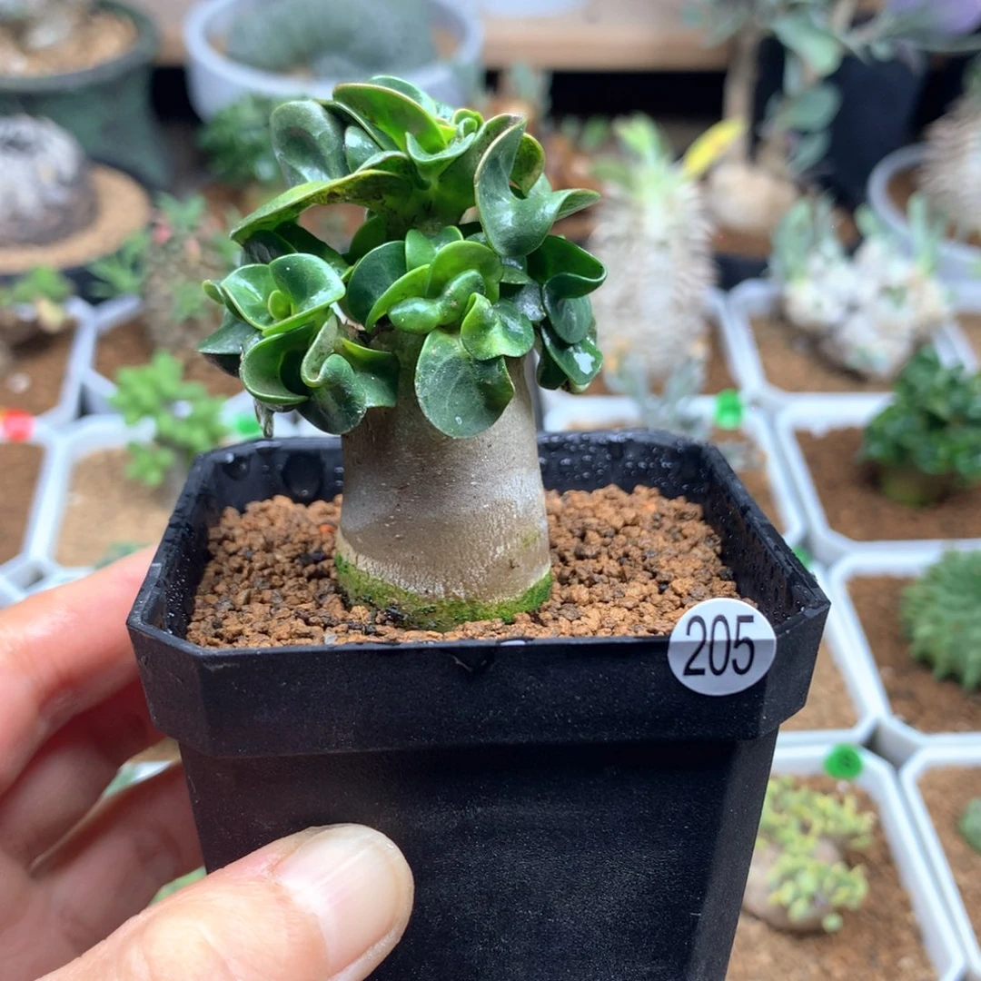 羊角沙漠玫瑰带盆多肉