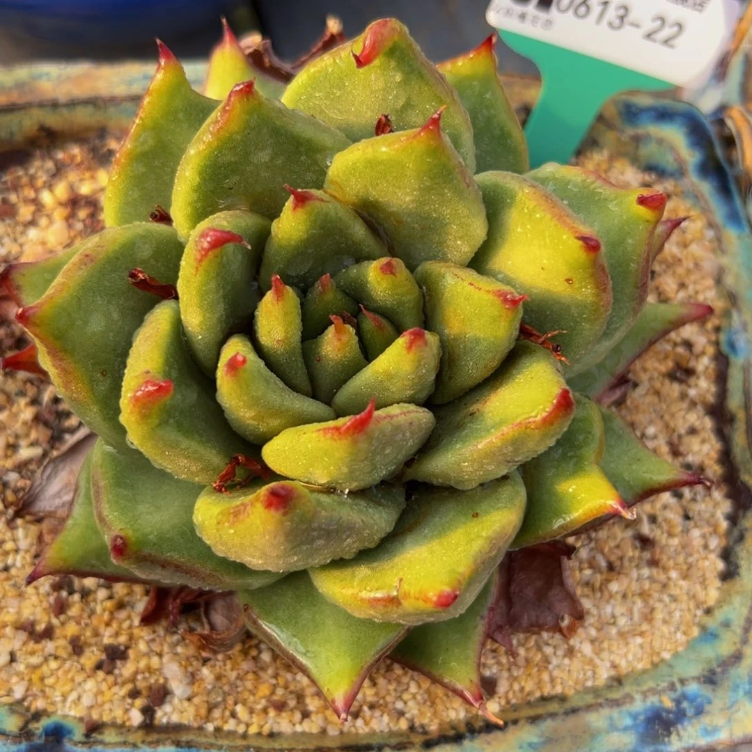 多肉一物一拍0613-22