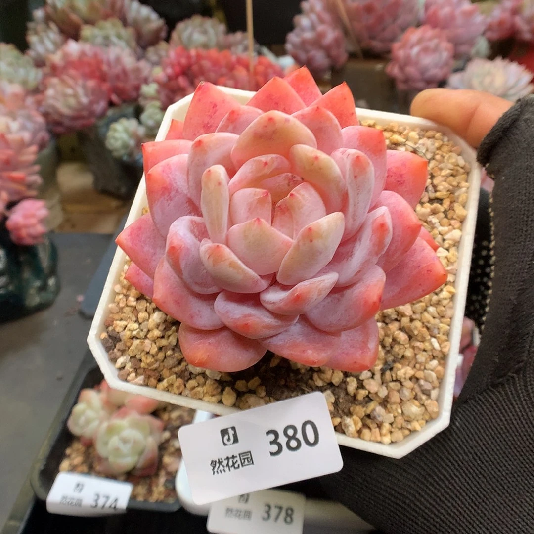 380玫瑰梦露多肉植物6666