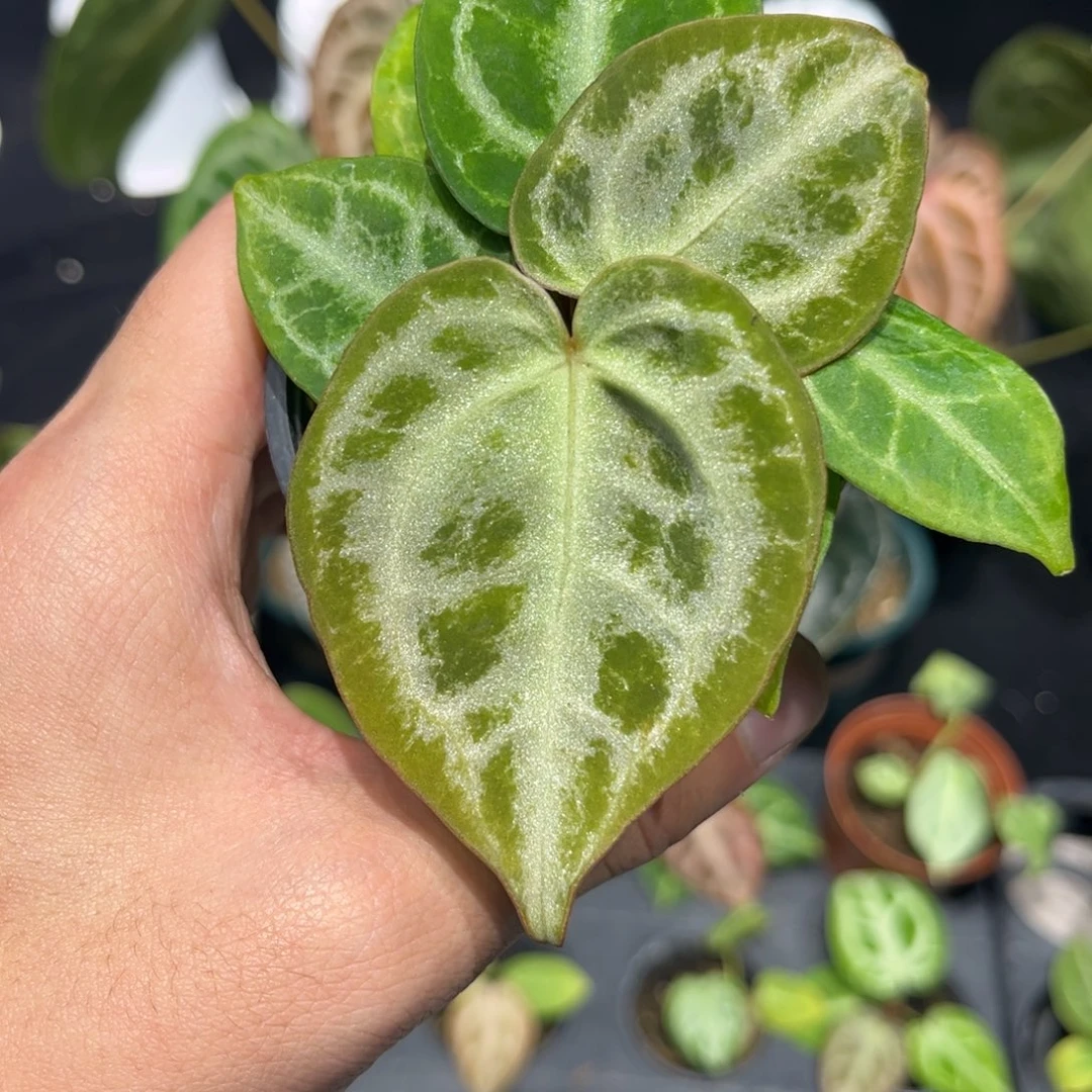 不开花植物粉红杂银红