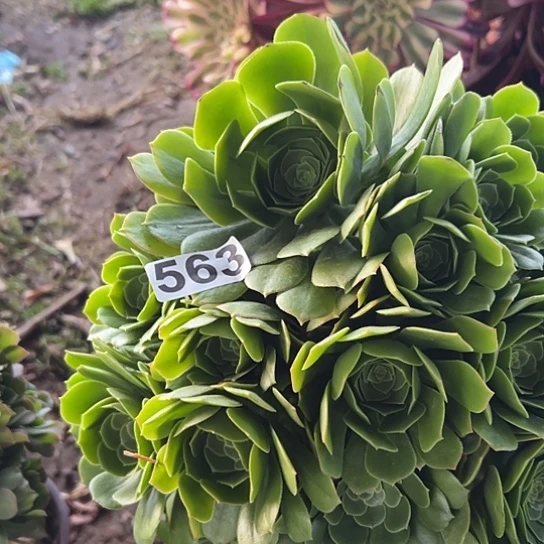 潘****）多肉植物一个