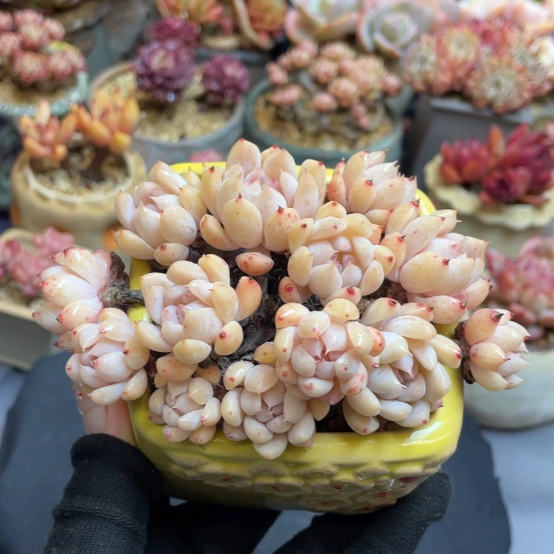 小叶霜花老桩带盆